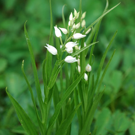 buławnik mieczolistny (Cephalantera longifolia)