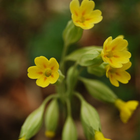 pierwiosnek wyniosły (Primula elatior)