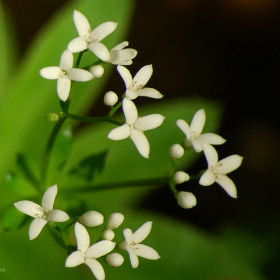 przytulia wonna (Galium odoratum)