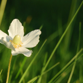 zawilec wielkokwiatowy (Anemone sylvestris)