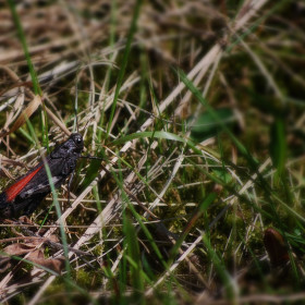 Trajkotka czerwona (Psophus-stridulus)  © Agata Jirak-Leszczyńska