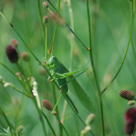 Pasikonik zielony (Tettigonina viridissima)  © Agata Jirak-Leszczyńska