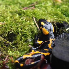 Salamandra plamista (Salamandra salamandra)