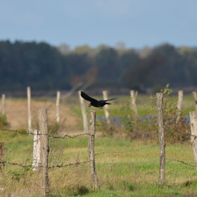 gawron  (Corvus frugilegus)