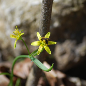 złoć żółta (Gagea lutea)