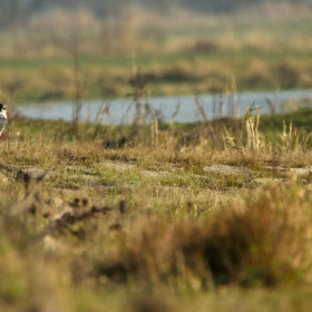 sokół wędrowny (Falco peregrinus)
