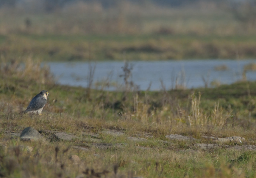 sokół wędrowny (Falco peregrinus)
