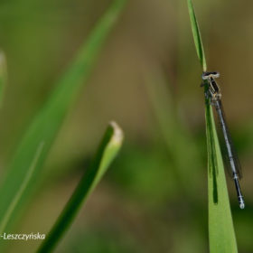 pióronóg zwykły (Platycnemis pennipes)