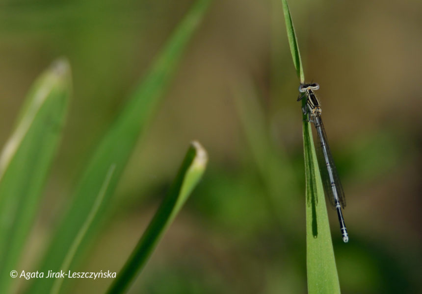 pióronóg zwykły (Platycnemis pennipes)