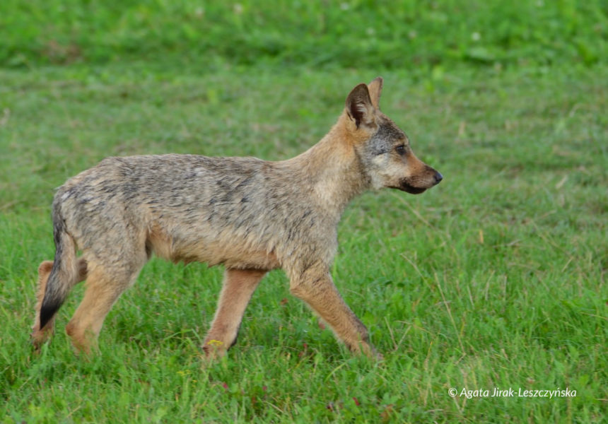wilk (Canis lupus)